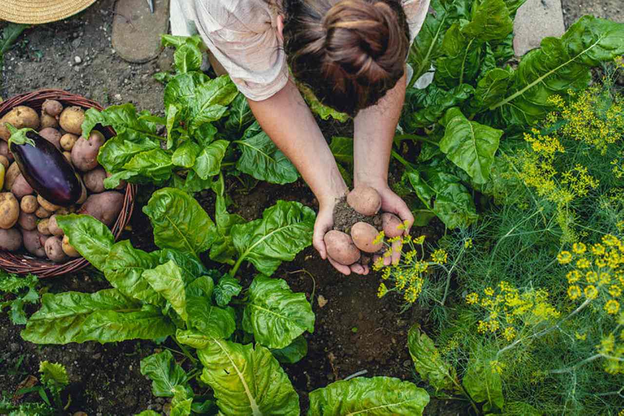 Vegetable gardens: Find out how to plant and develop your personal veggies and fruit