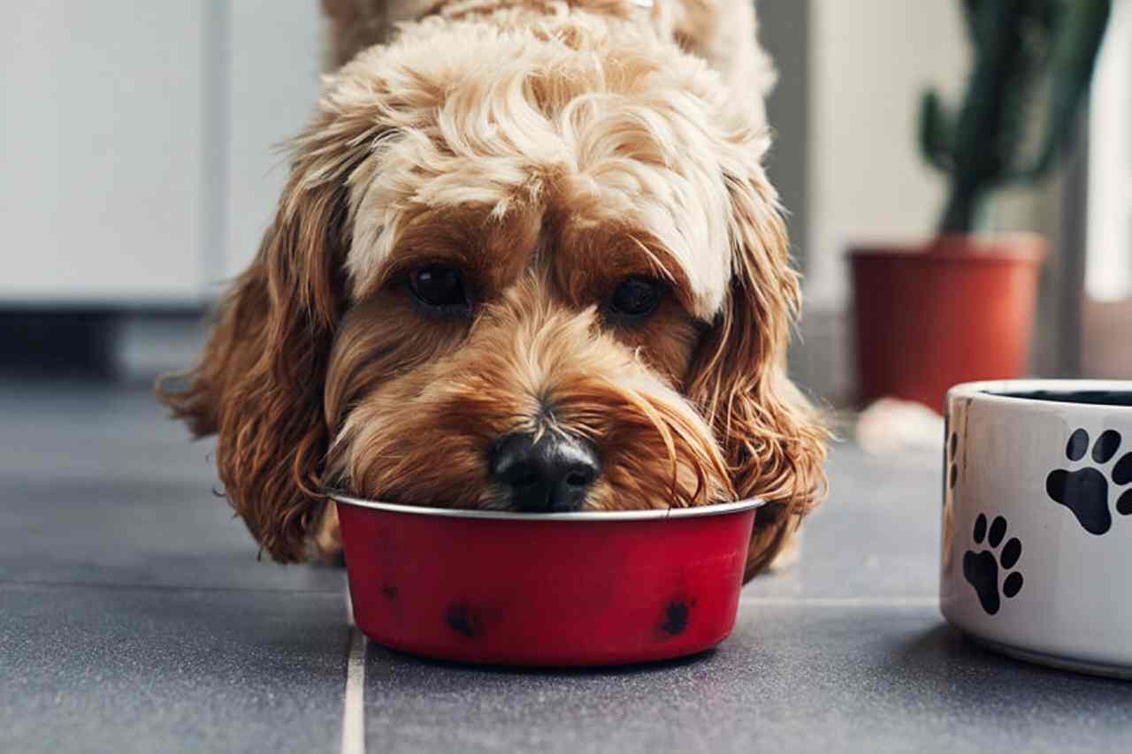 Do-it-yourself pet food: Is it higher for pet well being and the right way to make meals