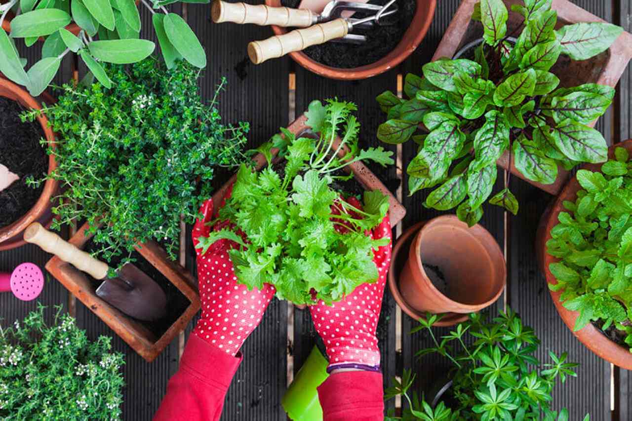 Spring herbs: Which varieties are healthiest for you and best to plant?