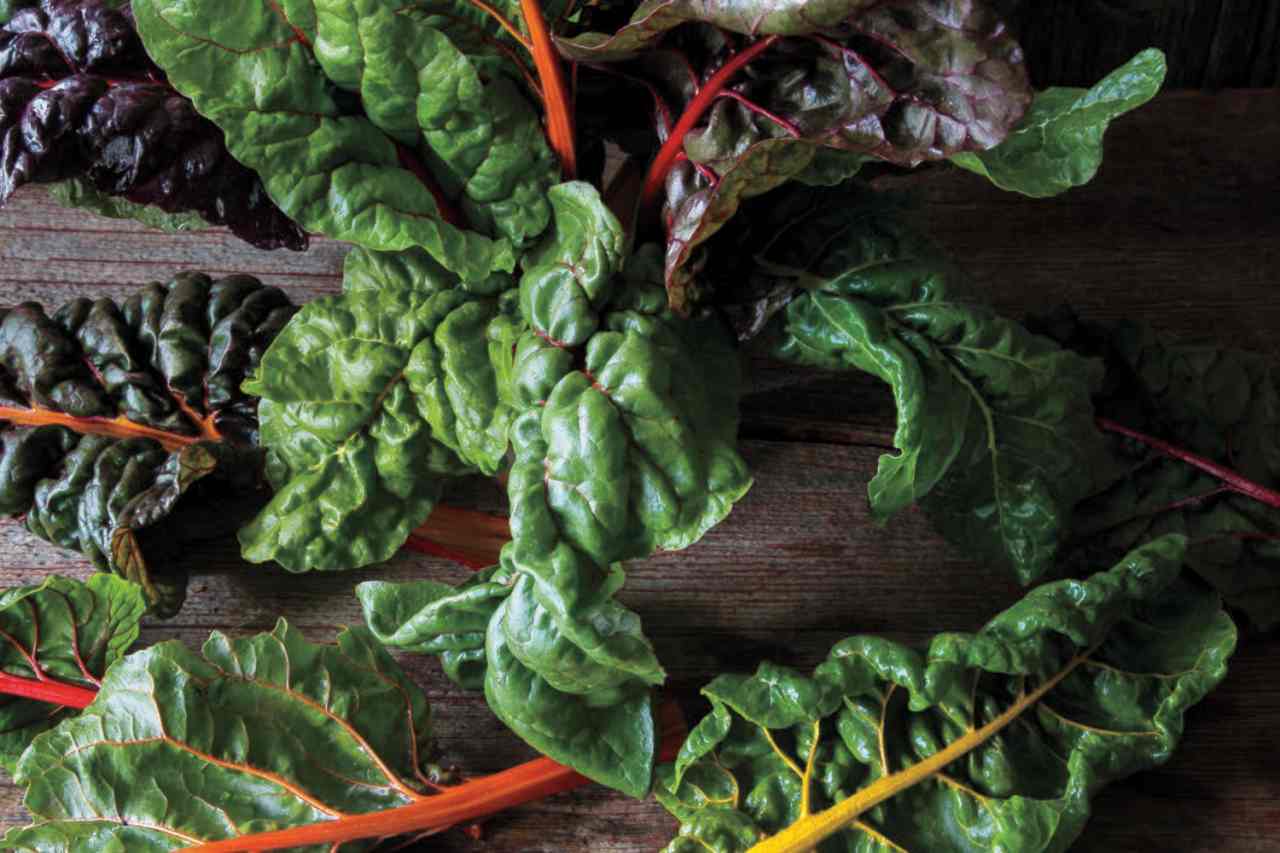 Easy methods to Retailer Chard