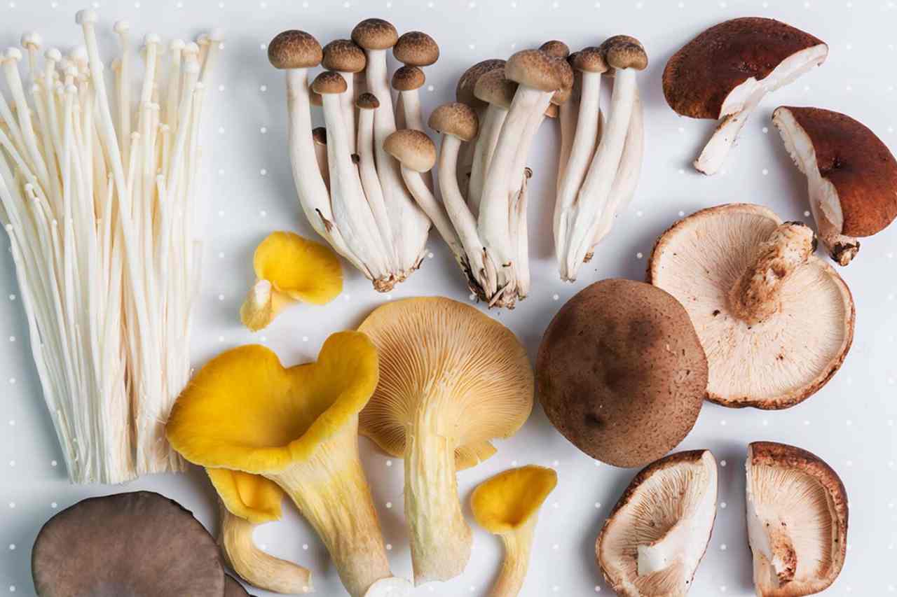 Tips on how to Clear and Retailer Mushrooms