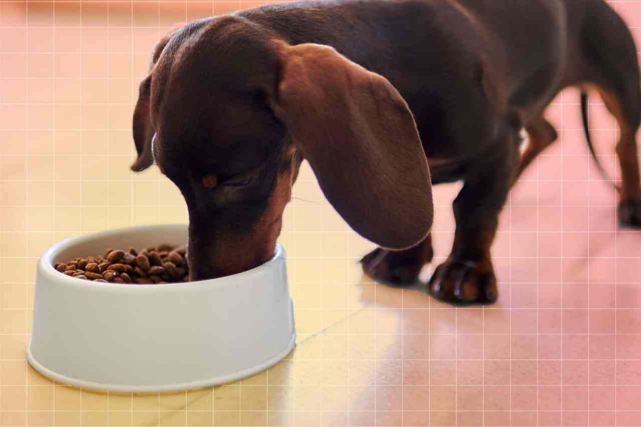 The 6 Healthiest Elements to Search for in Pet Meals